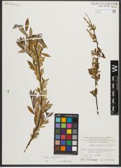 Foto von Salix triandra subsp. amygdalina (L.) Schübl. & G. Martens